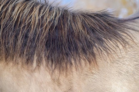 Close-up of a horse's mane in the winter light, Konik, Konik horse, Konik pony (Equus caballus
