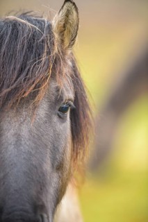 Close-up of a horse's head focussing on the eye and mane, Konik, Konik horse, Konik pony (Equus