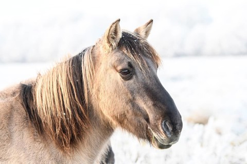 Close-up of a brown horse on a winter pasture, Konik, Konik horse, Konik pony (Equus caballus