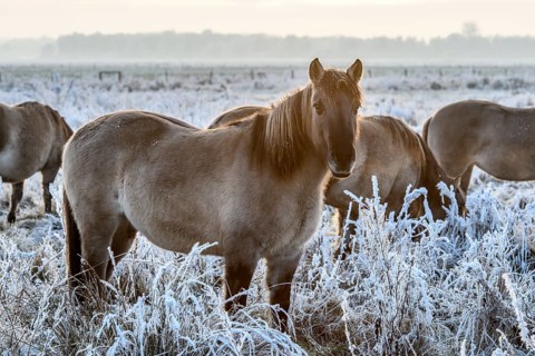 Several horses on a frosty pasture at dawn, Konik, Konik horse, Konik pony (Equus caballus