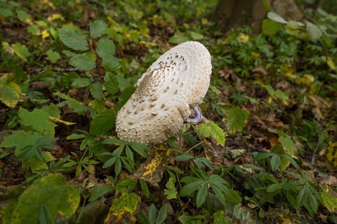 Common giant umbrella on forest floor, parasol mushroom, Granitz Nature Reserve, Southeast Rügen