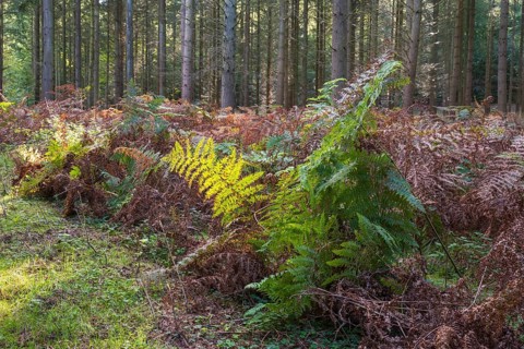 Forest soil with green and brown fern, Granitz Nature Reserve, Southeast Rügen Biosphere Reserve,