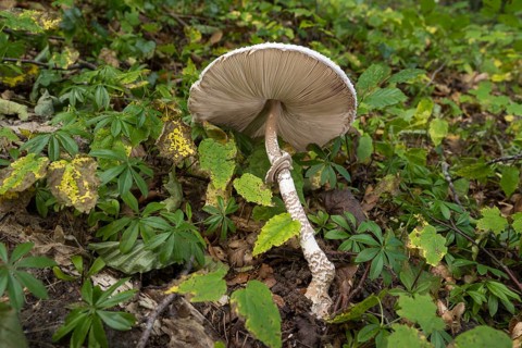 Common giant umbrella on forest floor, bottom, slats, parasol mushroom, Granitz nature reserve,
