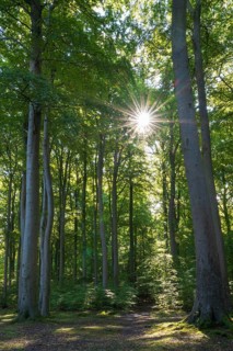 Trail through beech forest, backlight with sun star, Granitz Nature Reserve, Southeast Rügen