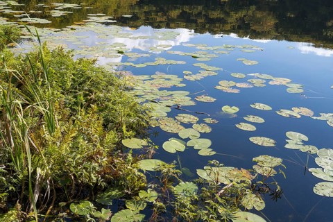 Schwarzer See, Kesselsee, pond-rose leaves, Granitz Nature Reserve, Southeast Rügen Biosphere
