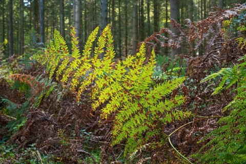 Single branch of fern in backlight, Granitz Nature Reserve, Southeast Rügen Biosphere Reserve,