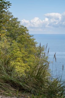 View of the Baltic Sea from steep bank, reed grass and deciduous trees, Granitz Nature Reserve,
