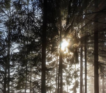 Spruce forest in morning fog with sunbeams, autumn, Mondseeland, Salzkammergut, Upper Austria,