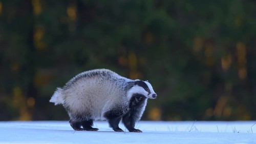 European badger (Meles meles), foraging in a snowy landscape in the last light, Swabian Alb