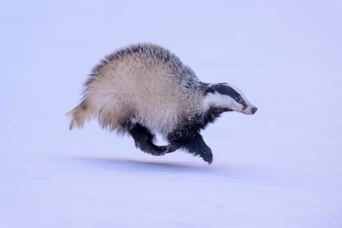European badger (Meles meles), running in a snowy landscape, Swabian Alb biosphere reserve,