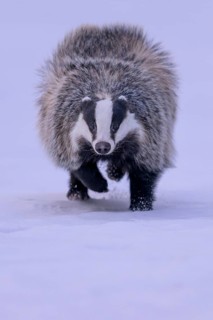 European badger (Meles meles), running in a snowy landscape, Swabian Alb biosphere reserve,