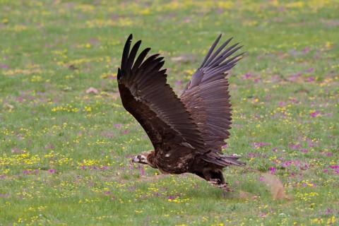 Eurasian Black Vulture (Aegypius monachus), close-up, adult bird taking off with wings outstretched