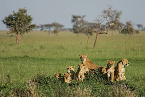 Lion (Panthera leo), pride with female and several cubs sitting together on a hill in the green