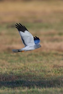 Hen harrier (Circus cyaneus), close-up, grey male flying with outstretched wings in a hunting