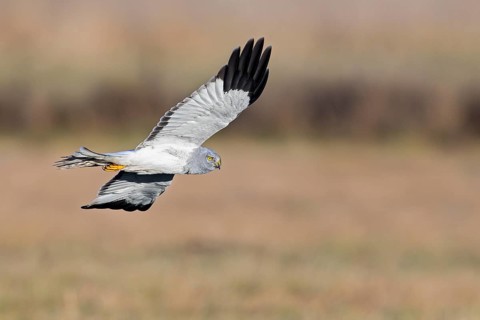 Hen harrier (Circus cyaneus), close-up, grey male flying with outstretched wings in a hunting
