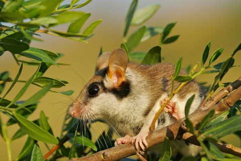 Garden dormouse (Eliomys quercinus), close-up, adult sits in a cute pose in bushes and looks with