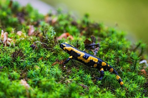 Fire salamander (Salamandra salamandra), close-up, running on the forest floor over a large area of