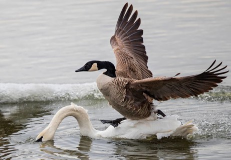 Canada goose (Branta canadensis), close-up, adult bird running with outstretched wings over the