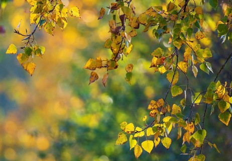 Colourful autumn leaves with yellow leaves of a poplar (Populus spec.) hanging on a branch in the