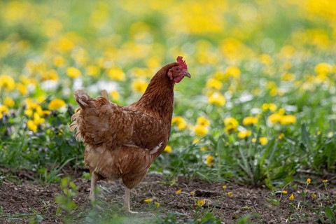 Domestic fowl (Gallus gallus domesticus), brown hen in free range runs through yellow flowering
