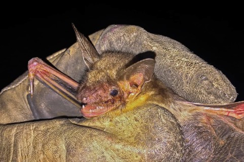 Greater mouse-eared bat (Myotis myotis), being held with open mouth and visible teeth as well as