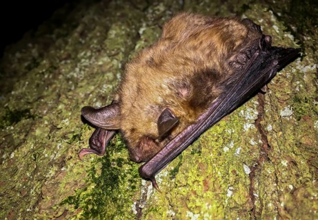 Greater mouse-eared bat (Myotis myotis), close-up, brown adult climbing on a tree trunk at night in