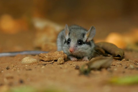 Garden dormouse (Eliomys quercinus), close-up, adult sits on Mediterranean, reddish sandy soil on