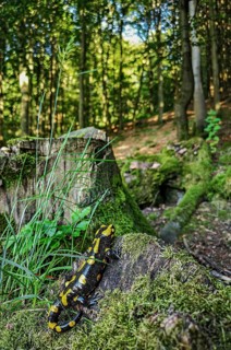 Fire salamander (Salamandra salamandra) sitting on a tree trunk and looking into a sunlit beech