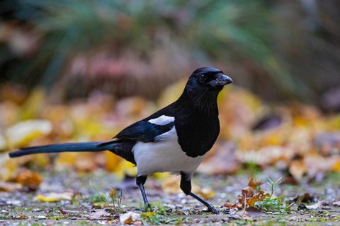 Magpie (Pica pica), adult bird foraging in colourful autumn leaves in Indian summer, Bavaria,
