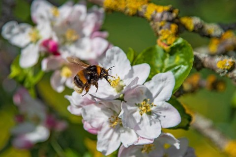 Ground bumblebee (Bombus terrestris) flies and hovers in front of white blossom and collects nectar
