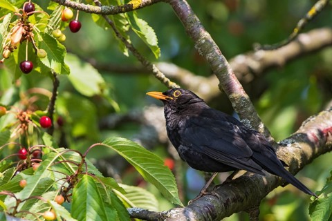 Blackbird (Turdus merula), close-up of a male sitting on a branch in a cherry tree with ripe and