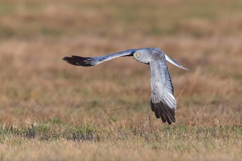 Hen harrier (Circus cyaneus), close-up, grey male flying with outstretched wings in a hunting