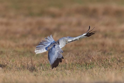 Hen harrier (Circus cyaneus), close-up, grey male flies with outstretched wings and erect tail