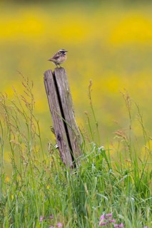 Whinchat (Saxicola rubetra) male sitting on wooden fence post in front of yellow and purple