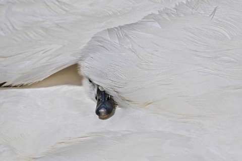 Mute swan (Cygnus olor), close-up, young bird sitting cosily in its mother's plumage and hiding