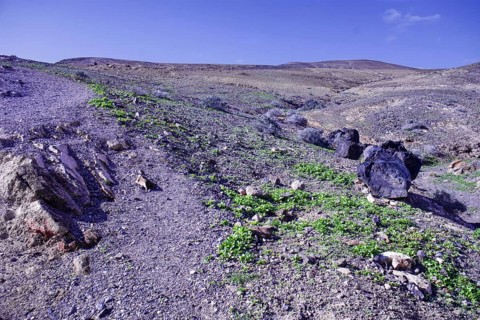 Arid landscape with sparse vegetation and large boulders under a clear sky, Playa Quemada, Yaiza