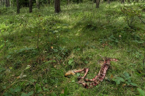 A female roe deer (Capreolus capreolus) killed by a wolf (Canis lupus) 3 days earlier, even the