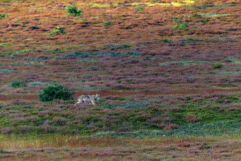 Similar to an old wolf (Canis lupus), the wolf pup moves purposefully across the autumn heath,