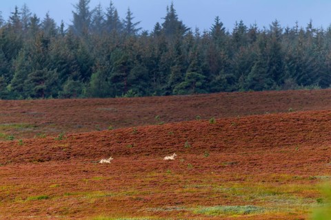 Wolf pups (Canis lupus) roaming a heathland, heather, heather blossom, Denmark