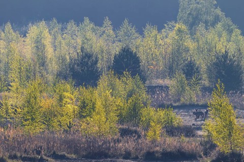 Wolves (Canis lupus) in the late morning in a birch forest, lignite, open-cast mine, Germany