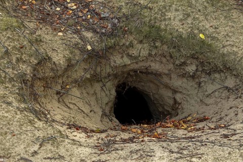 Direct view of an abandoned wolf den (Canis lupus), Germany