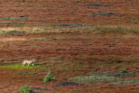 A last photo of the wolf pup (Canis lupus), a short time later it wanders into a dense pine forest,