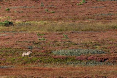 While the wolf pup (Canis lupus) has probably become aware of a pack of red deer, the heathland