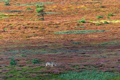 While the wolf pup (Canis lupus) has probably become aware of a mouse, the heathland begins to glow