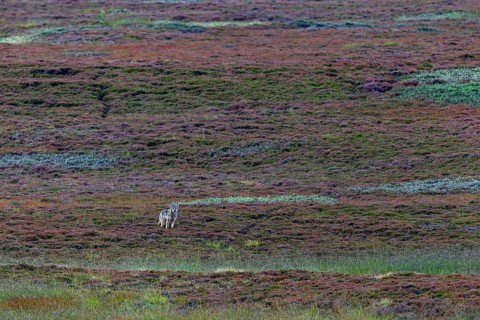 Almost unnoticed, the fourth wolf pup (Canis lupus) has approached and is watching me with