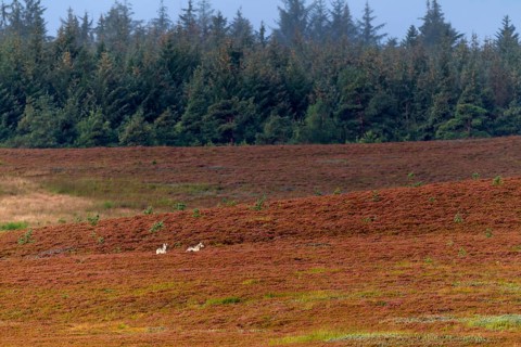 Wolf pups (Canis lupus) roaming a heath landscape in the first morning light, broom heather,