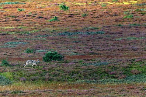 My presence doesn't seem to bother the fourth wolf pup (Canis lupus), an adult wolf would probably