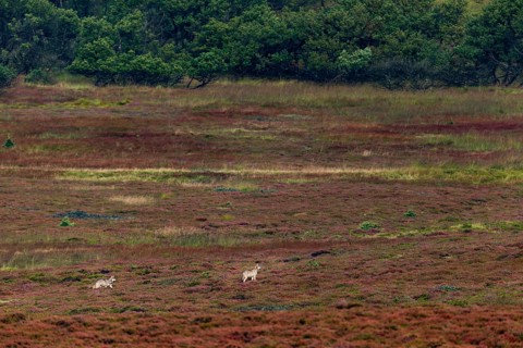 After a young wolf (Canis lupus) has separated from its siblings, the 2 pups meet a pack of red