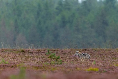 After three years of intensive searching, I can finally observe and photograph my first Danish wolf