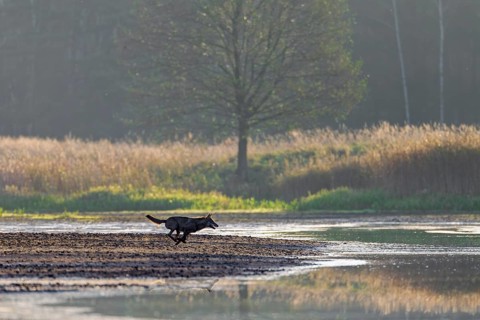 A few seconds after the red animal and calf have disappeared from view, a hunting wolf (Canis